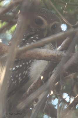 White-browed Owl, Zombitse NP, Madagascar