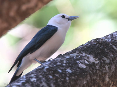 White-headed Vanga, Ankarafantsika NP, Madagascar