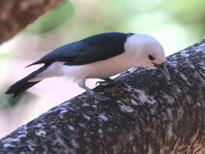 White-headed Vanga, Ankarafantsika NP, Madagascar
