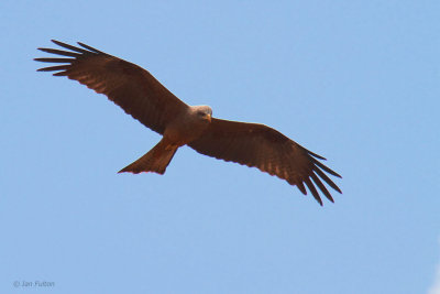 Yellow-billed Kite, Tsiribihina ferry, Madagascar