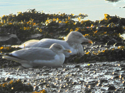 Glaucous Gull, Dumbarton, Clyde