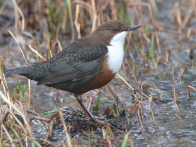 Dipper, Endrick Water near Balfron, Clyde