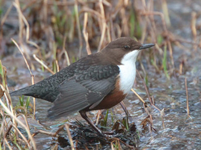 Dipper, Endrick Water near Balfron, Clyde