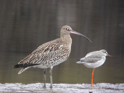 Curlew and Spotted Redshank, Erskine Harbour, Clyde