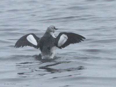 Black Guillemot (1st winter), Gourock, Clyde