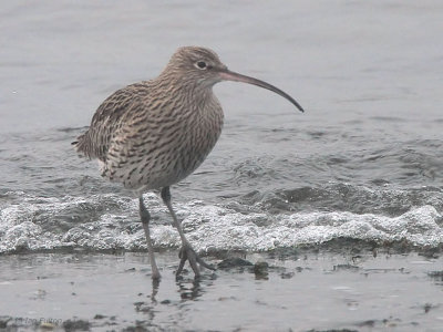 Curlew, Ironotter Point-Greenock, Clyde