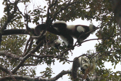 Black-and-white Ruffed Lemur, Mantadia NP, Madagascar