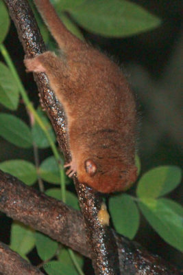 Brown Mouse Lemur, Ranomafana NP, Madagascar