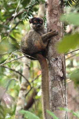 Common Brown Lemur, Andasibe NP, Madagascar