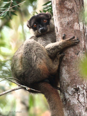 Common Brown Lemur, Andasibe NP, Madagascar