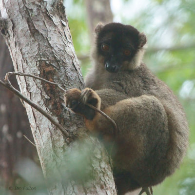 Common Brown Lemur, Andasibe NP, Madagascar