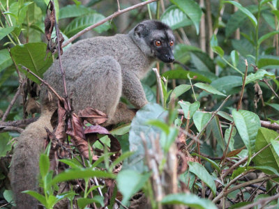 Common Brown Lemur, Andasibe NP, Madagascar