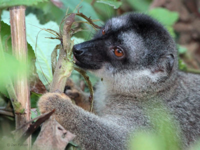 Common Brown Lemur, Andasibe NP, Madagascar