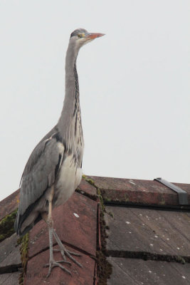 Grey Heron, Baillieston, Glasgow