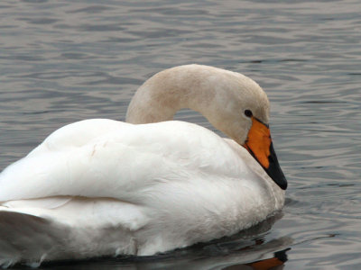 Whooper Swan, Hogganfield Loch, Glasgow