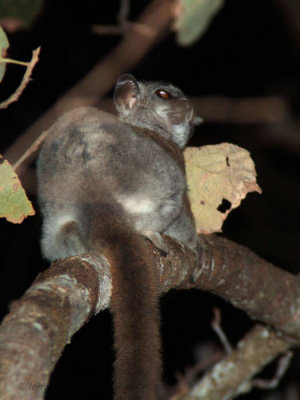 Red-tailed Sportive Lemur, Kirindy NP, Madagascar