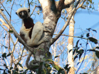 Coquerel's Sifaka, Ankarafantsika NP, Madagascar