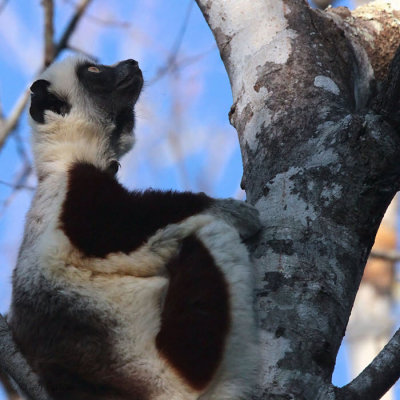 Coquerel's Sifaka, Ankarafantsika NP, Madagascar