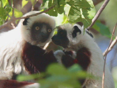 Coquerels Sifaka, Ankarafantsika NP, Madagascar