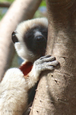 Coquerel's Sifaka, Ankarafantsika NP, Madagascar