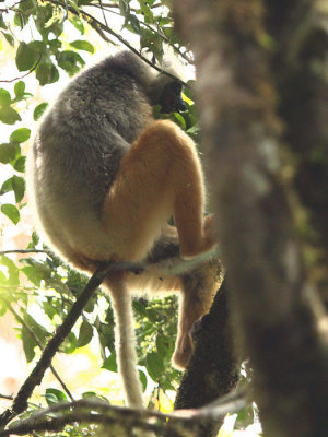 Diademed Sifaka, Mantadia NP, Madagascar