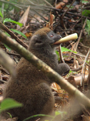 Eastern Grey Bamboo Lemur, Andasibe NP, Madagascar