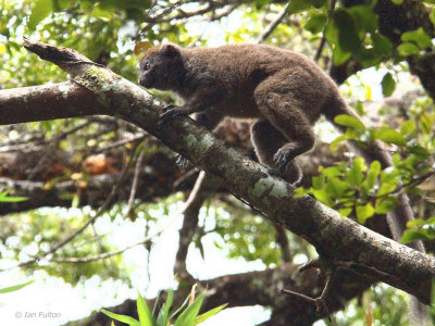 Eastern Grey Bamboo Lemur, Andasibe NP, Madagascar