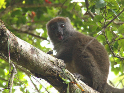 Eastern Grey Bamboo Lemur, Andasibe NP, Madagascar