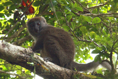 Eastern Grey Bamboo Lemur, Andasibe NP, Madagascar