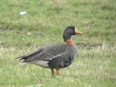 Greenland White-fronted Goose, Gartocharn, Clyde