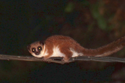 Furry-eared Dwarf Lemur, Andasibe NP, Madagascar