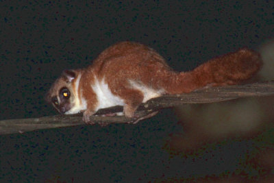 Furry-eared Dwarf Lemur, Andasibe NP, Madagascar