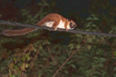 Furry-eared Dwarf Lemur, Andasibe NP, Madagascar