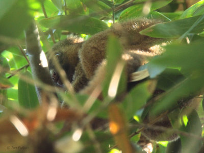 Golden Bamboo Lemur, Ranomafana NP, Madagascar