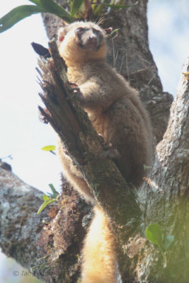 Golden Bamboo Lemur, Ranomafana NP, Madagascar