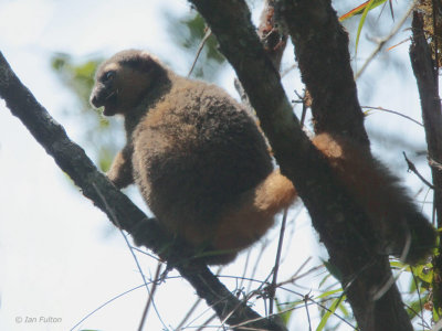 Golden Bamboo Lemur, Ranomafana NP, Madagascar