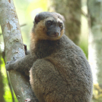 Golden Bamboo Lemur, Ranomafana NP, Madagascar