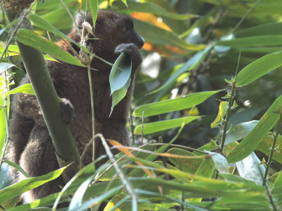 Greater Bamboo Lemur, Ranomafana NP, Madagascar