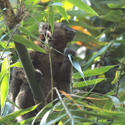 Greater Bamboo Lemur, Ranomafana NP, Madagascar