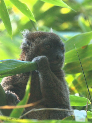Greater Bamboo Lemur, Ranomafana NP, Madagascar
