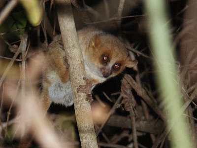 Grey Mouse Lemur, Tsingy de Bemaraha, Madagascar