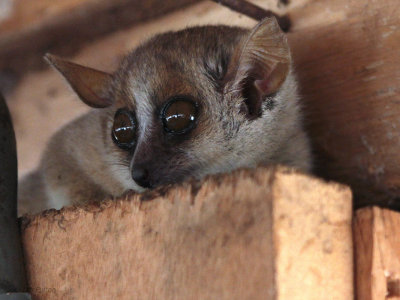 Grey Mouse Lemur, Kirindy NP, Madagascar
