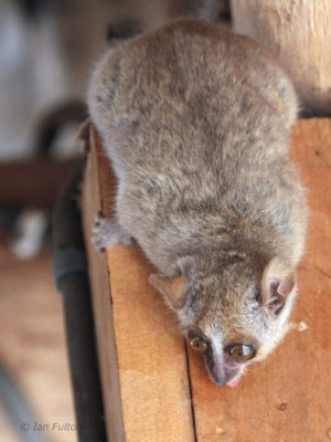 Grey Mouse Lemur, Kirindy NP, Madagascar