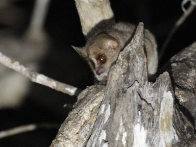 Grey Brown Mouse Lemur, Parc Mosa-Ifaty, Madagascar