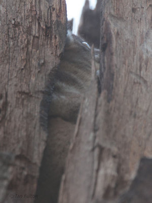 Hubbard's Sportive Lemur, Zombitse NP, Madagascar