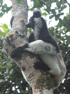 Indri, Andasibe NP, Madagascar