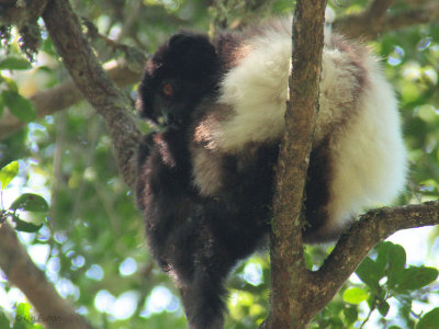 Milne-Edwards's Sifaka, Ranomafana NP, Madagascar