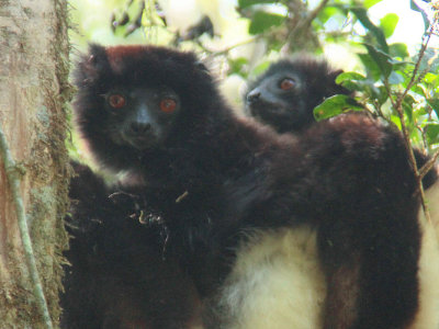 Milne-Edwards's Sifaka, Ranomafana NP, Madagascar