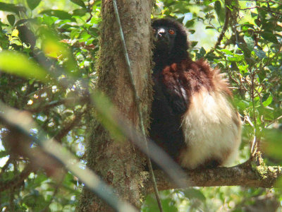 Milne-Edwardss Sifaka, Ranomafana NP, Madagascar