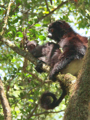 Milne-Edwards's Sifaka, Ranomafana NP, Madagascar